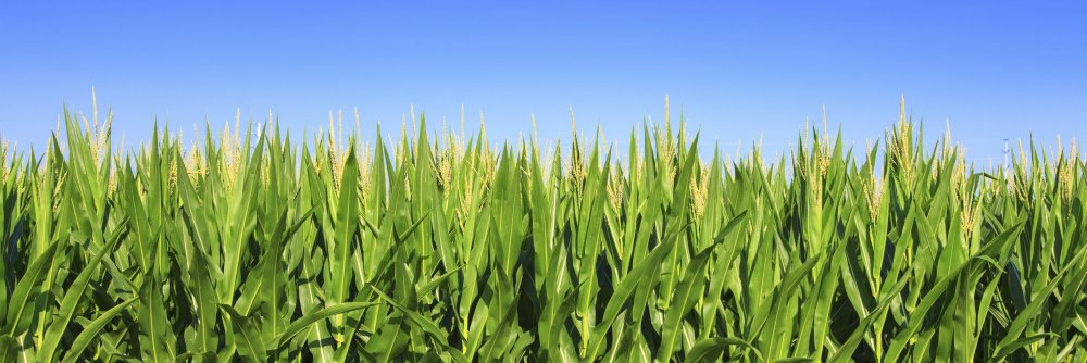 AgroCoopFuture's profile banner image