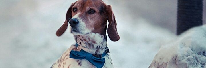 misifux's profile banner image