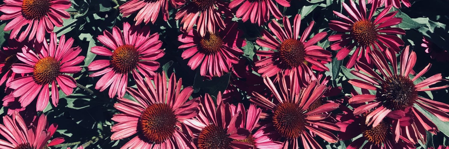 KassiRiley's profile banner image