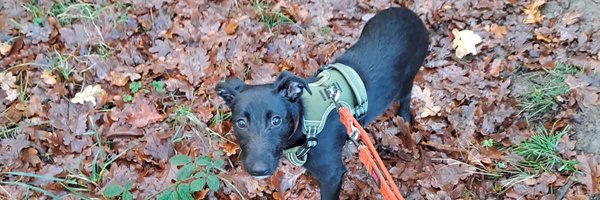 Claire_Limbert Profile Banner