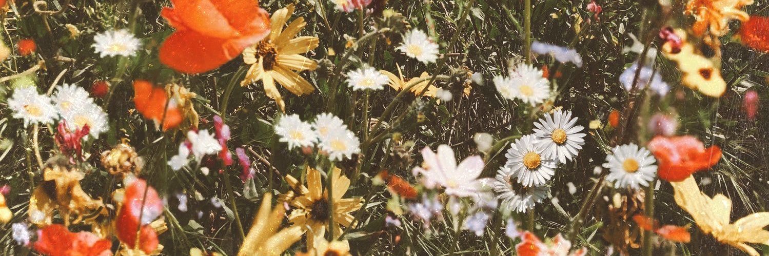 em__schwartz's profile banner image