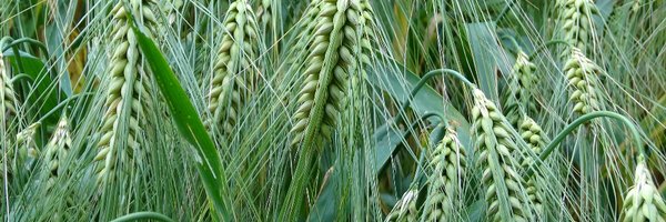 MASTERemPLANT Profile Banner