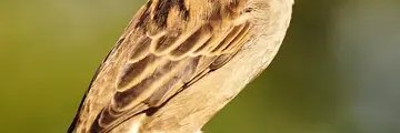 mojtabaabadi77's profile banner image