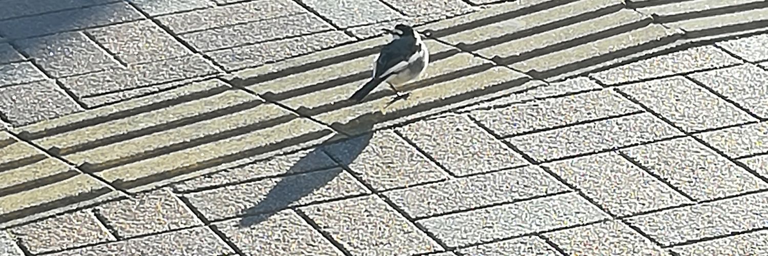 荒木(Araki) banner