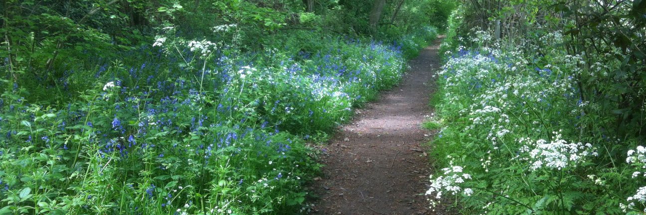 Catharine Ward Thompson banner