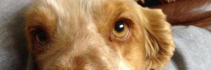 🦮🐕‍🦺🐁🐀 & Jaimee banner