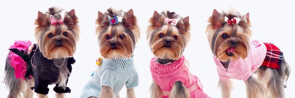 Yorkie Clothing Profile Banner