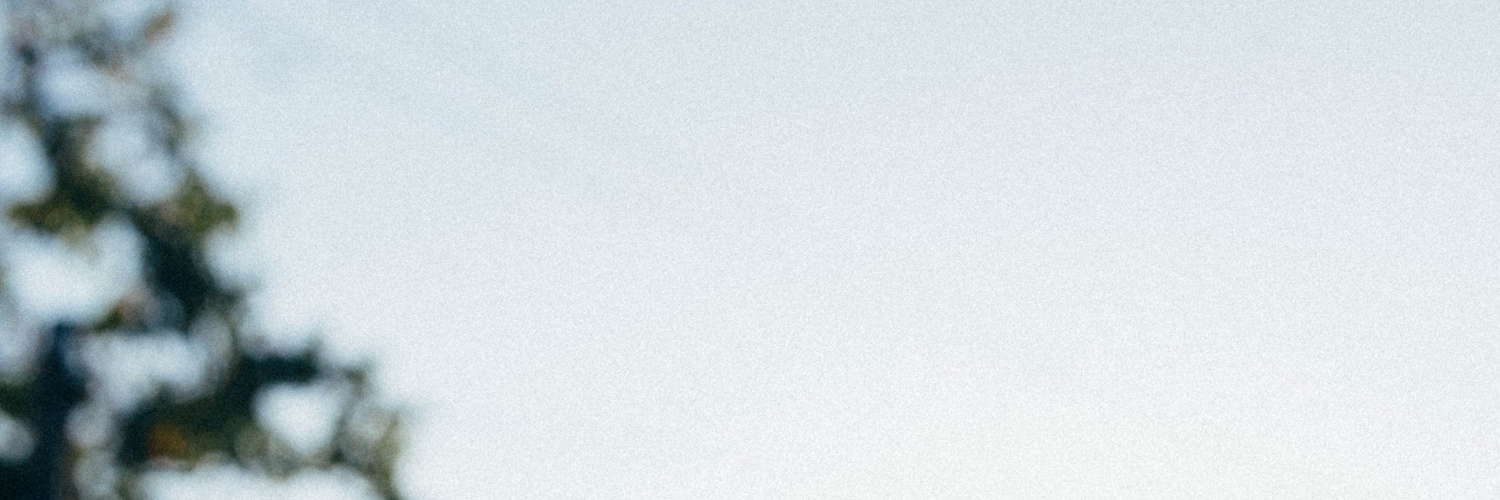 lifeforestic's profile banner image