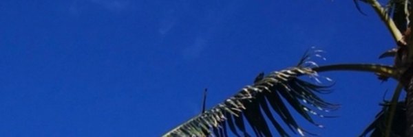 AZalex0319 Profile Banner