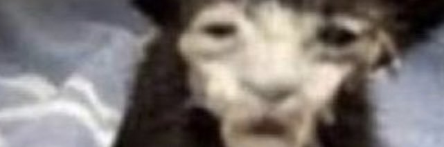Laraxe_'s profile banner image