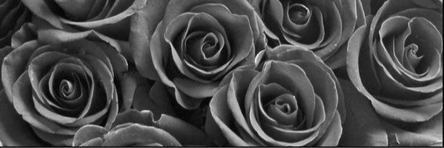 liizett_'s profile banner image