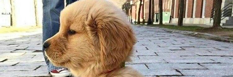 XolaniRealistic's profile banner image