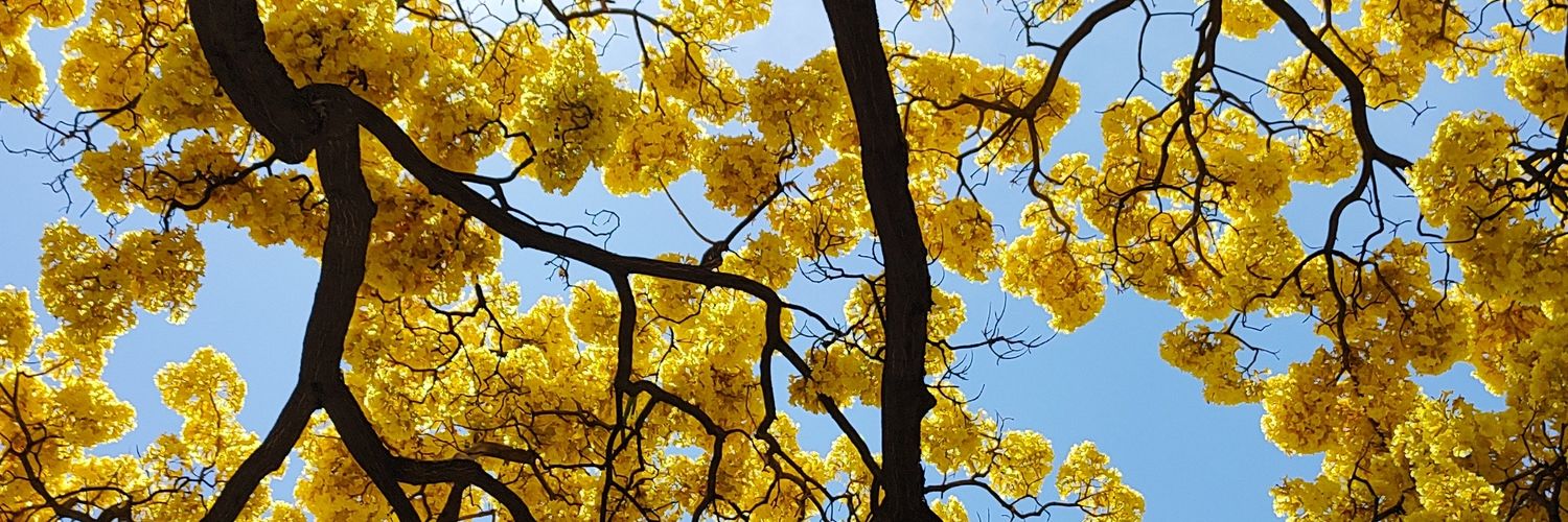 quiroptera 🦇 banner