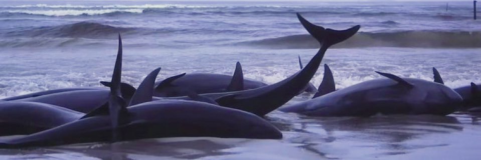 You’re so cute so I banner