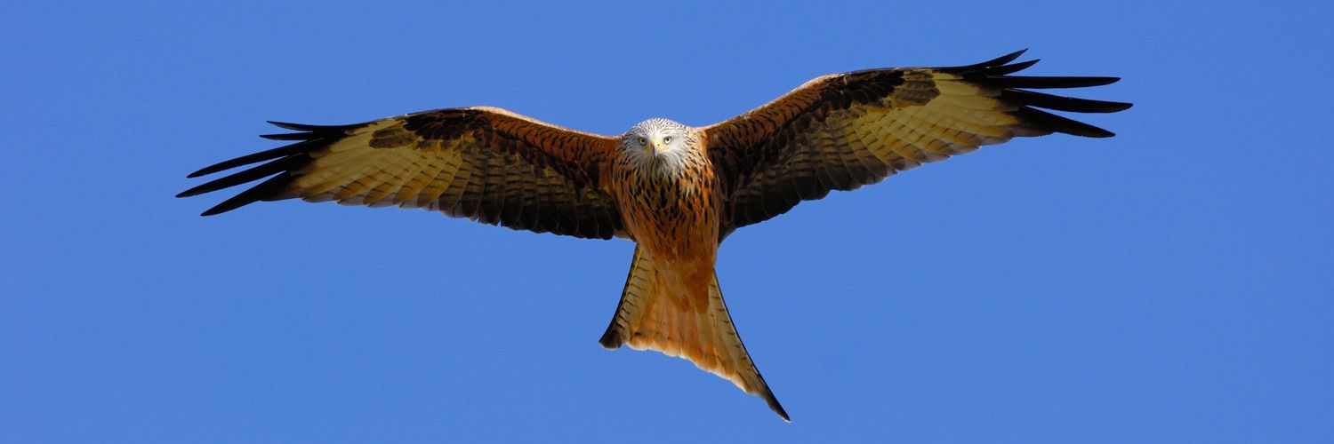 ScotRaptorStudy banner