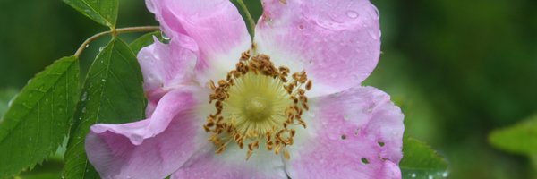 imn_pn Profile Banner