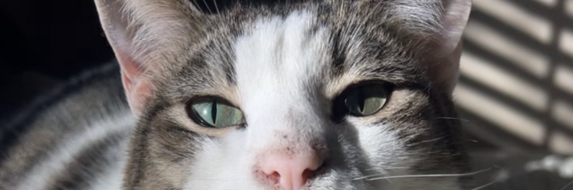 alphamaddye's profile banner image