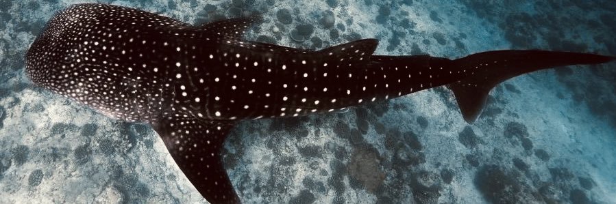 ahdumar's profile banner image