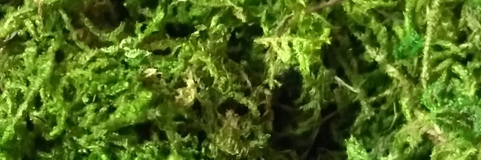 はみ出しハミソン banner