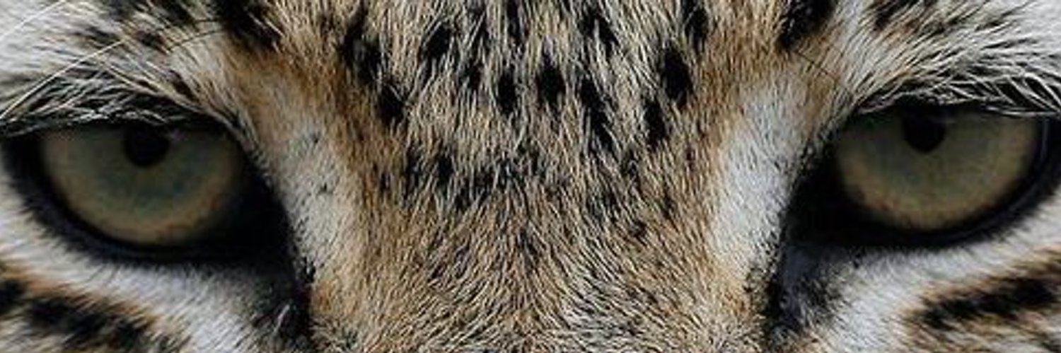 ىساىر banner