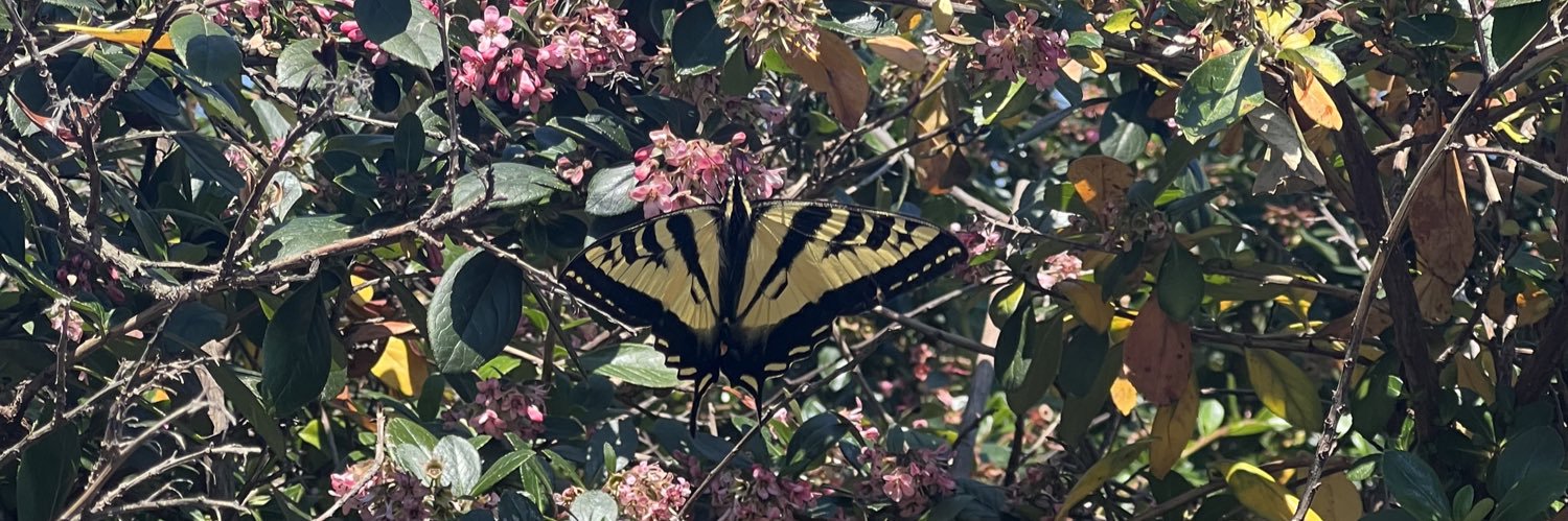 🦋Milli 🦋 banner