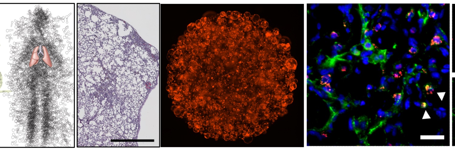 AntonyRod. (microRNA Lab) banner