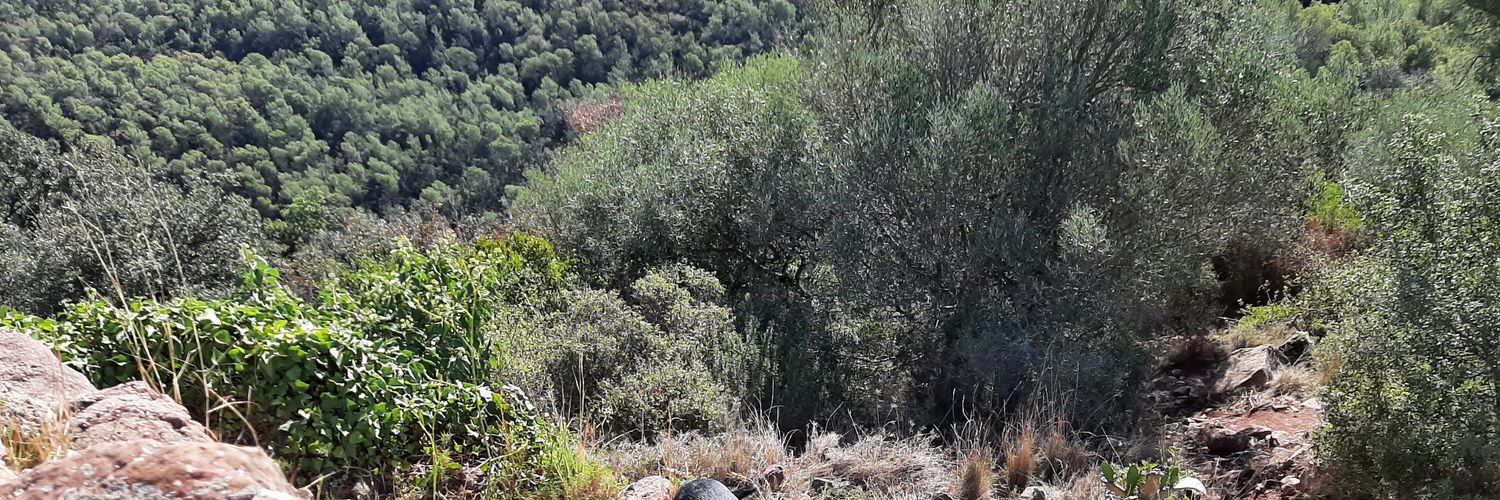 AmicSalva's profile banner image