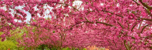 LChavez037 Profile Banner