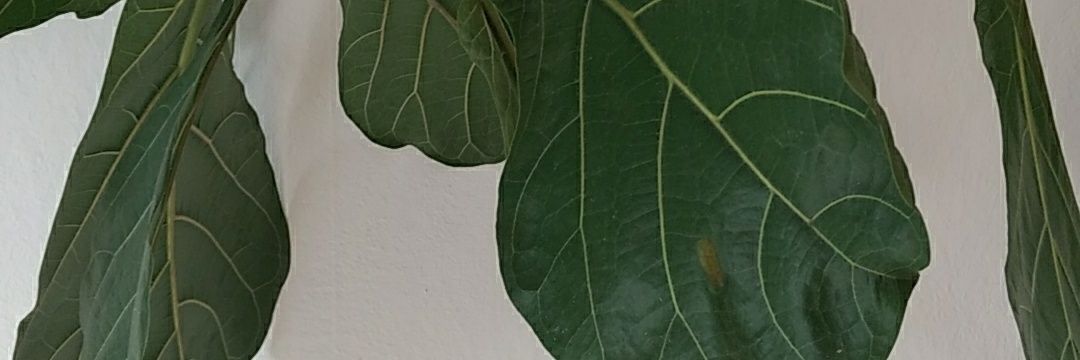 TeganosaurusRex's profile banner image