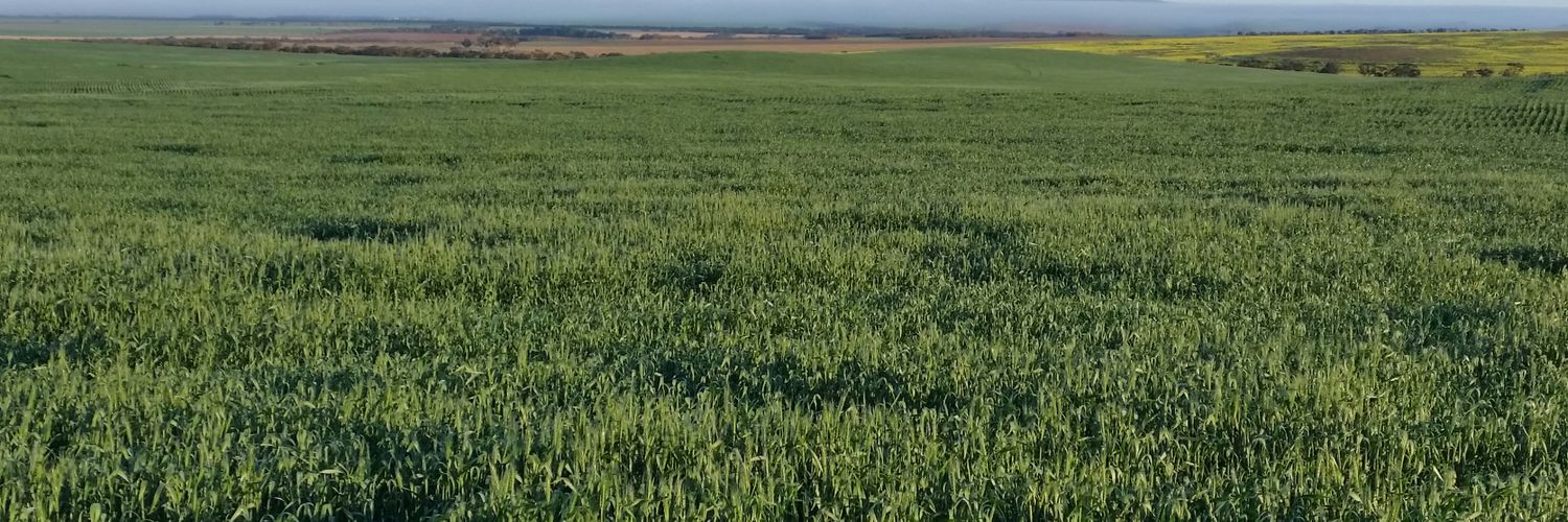 Uralba White Suffolk banner