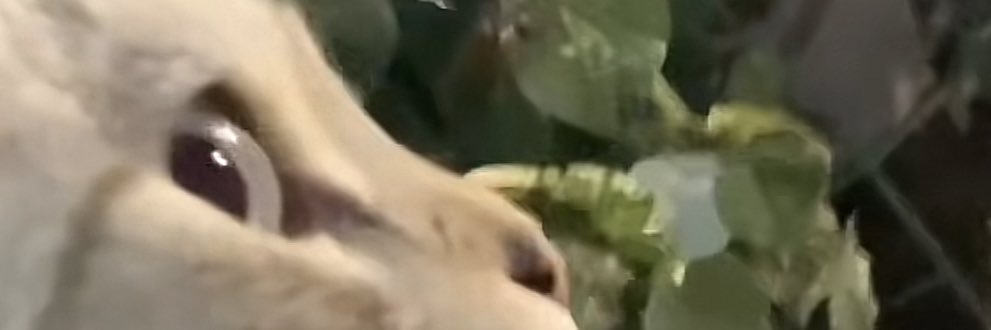 Hopee_Mxo's profile banner image