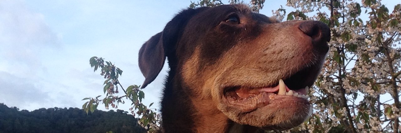 elcaprat's profile banner image