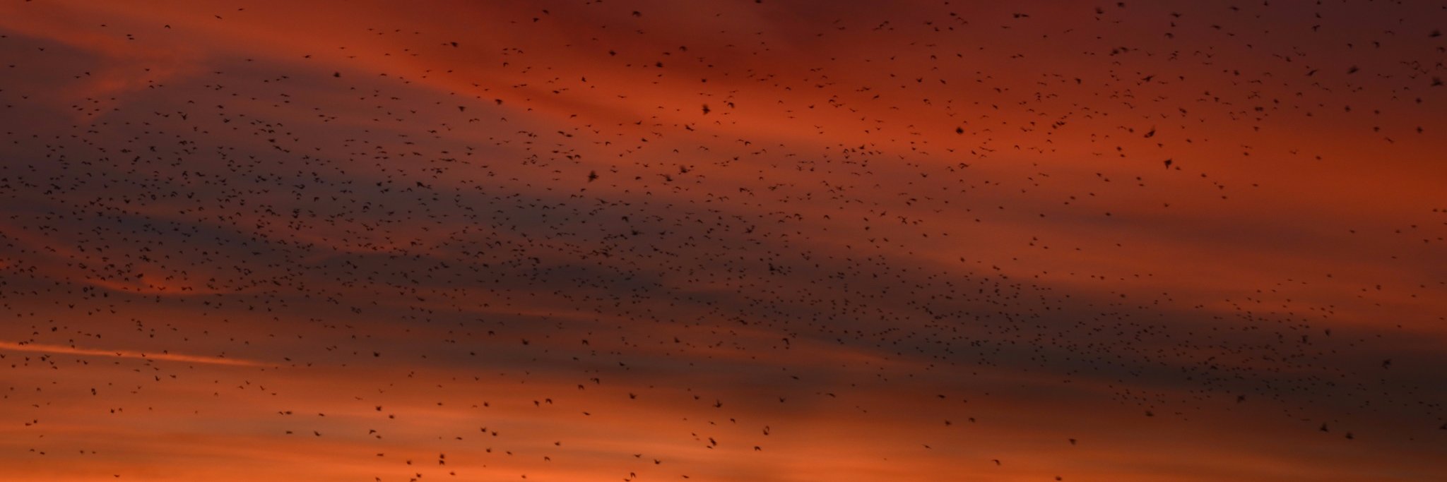 Bangor Bird Group banner