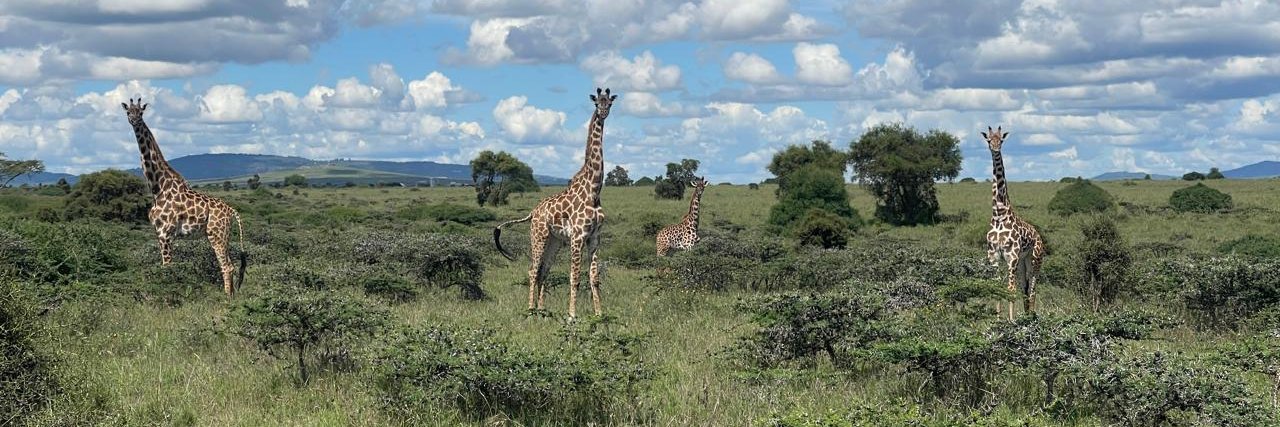 orange head Gecco 🦎 banner