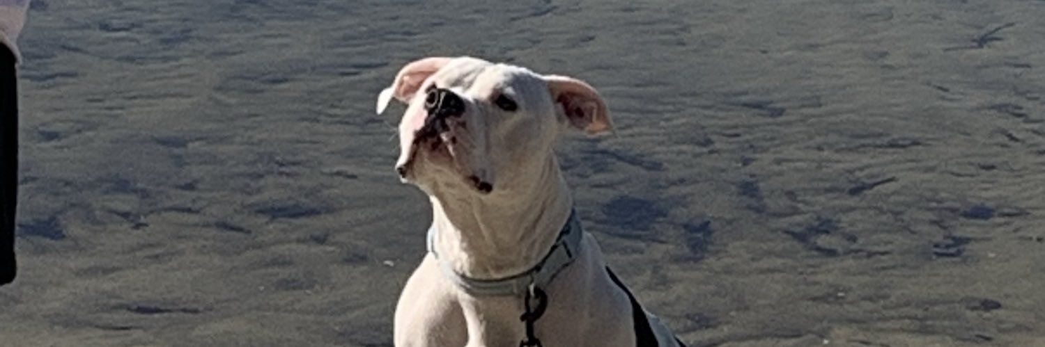 binaghis's profile banner image