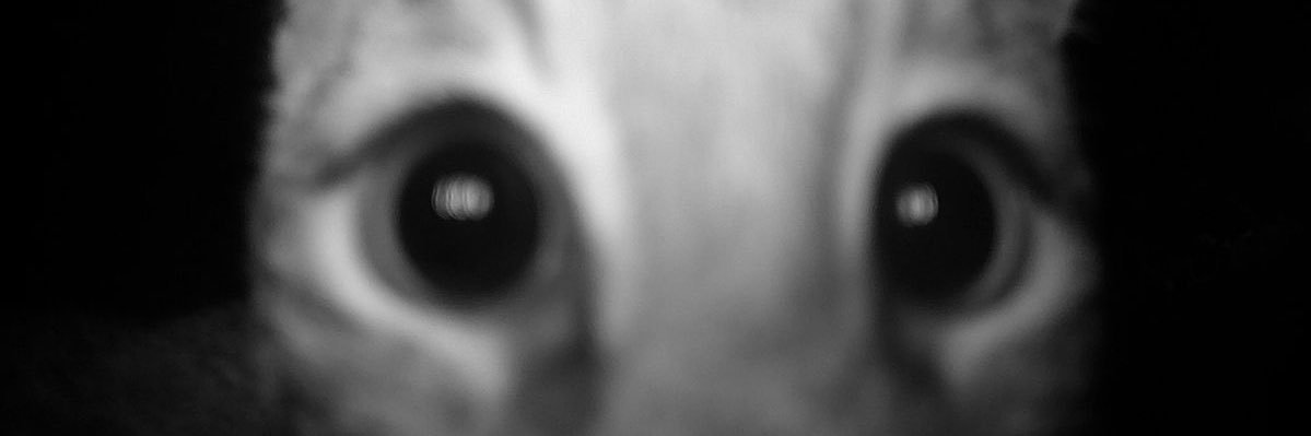 spideysa's profile banner image