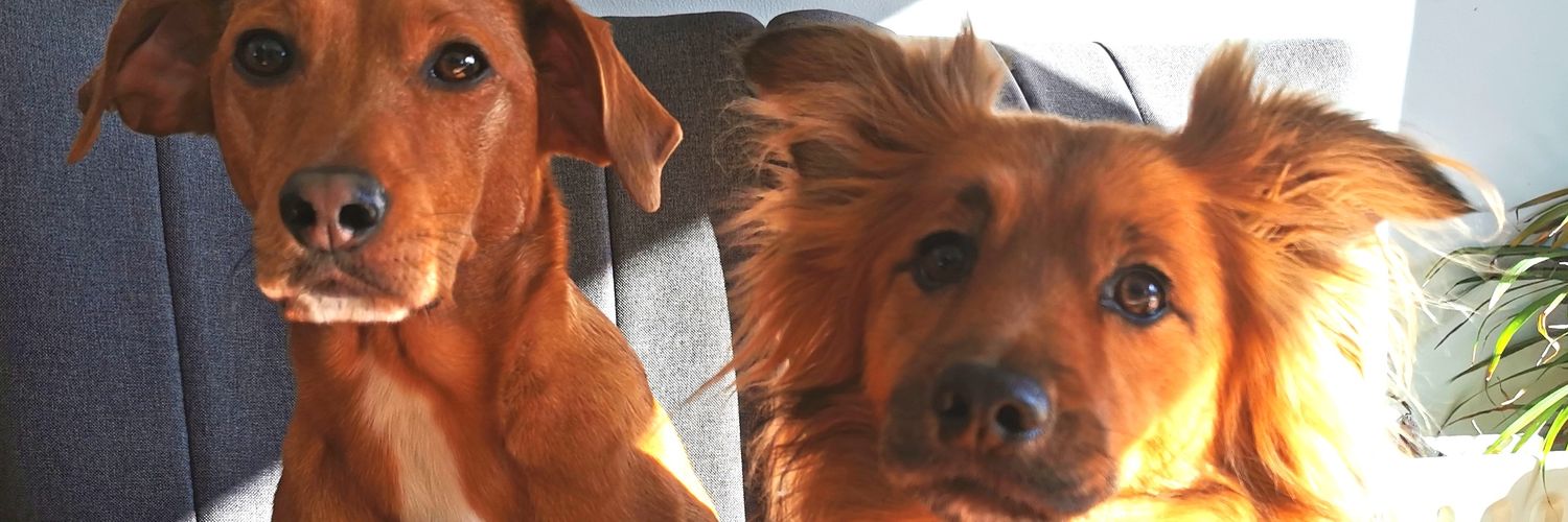 Aoife McLoughlin banner