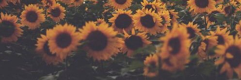 Rhiannon Tracey banner