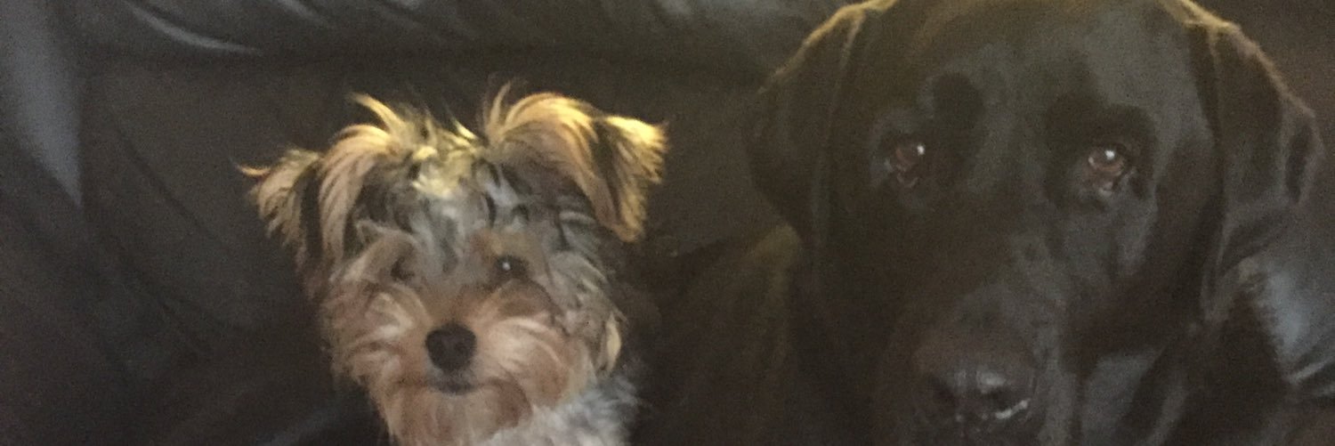 BestardStaci's profile banner image