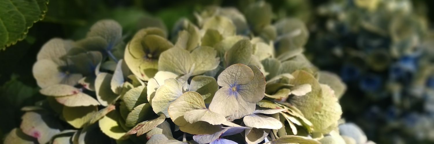 Christina Bradley banner