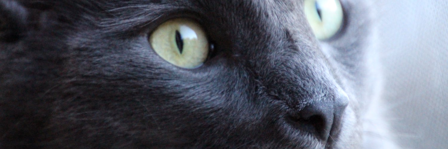 stacyschaul's profile banner image