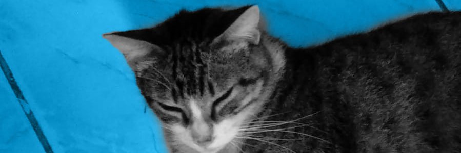 Marcus Marinho banner