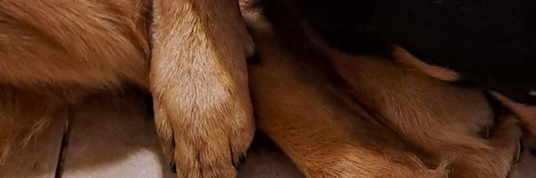 Laura952004 Profile Banner