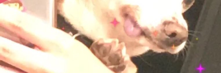 oblejeas's profile banner image