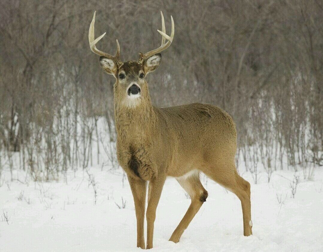 bowlin4bucks's profile banner image