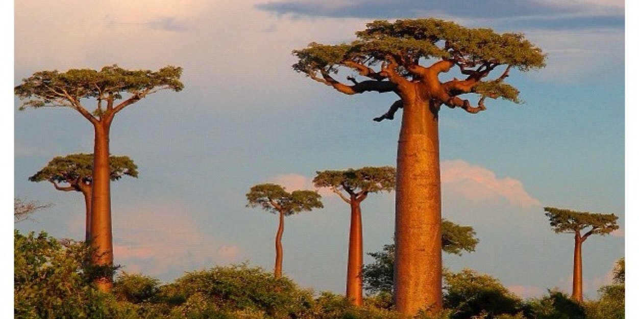 Anna Paula Colacino banner