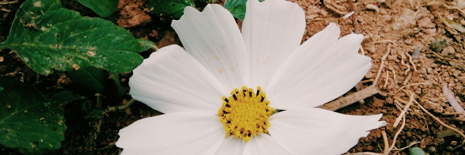 itsaflower1999's profile banner image