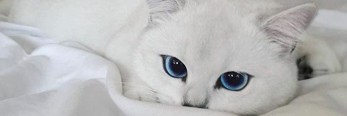zaf_iera_'s profile banner image