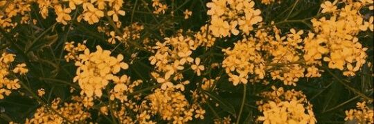 bringmeracheoli's profile banner image