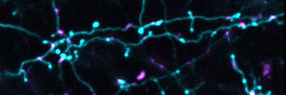 Dr. Robert Lees banner